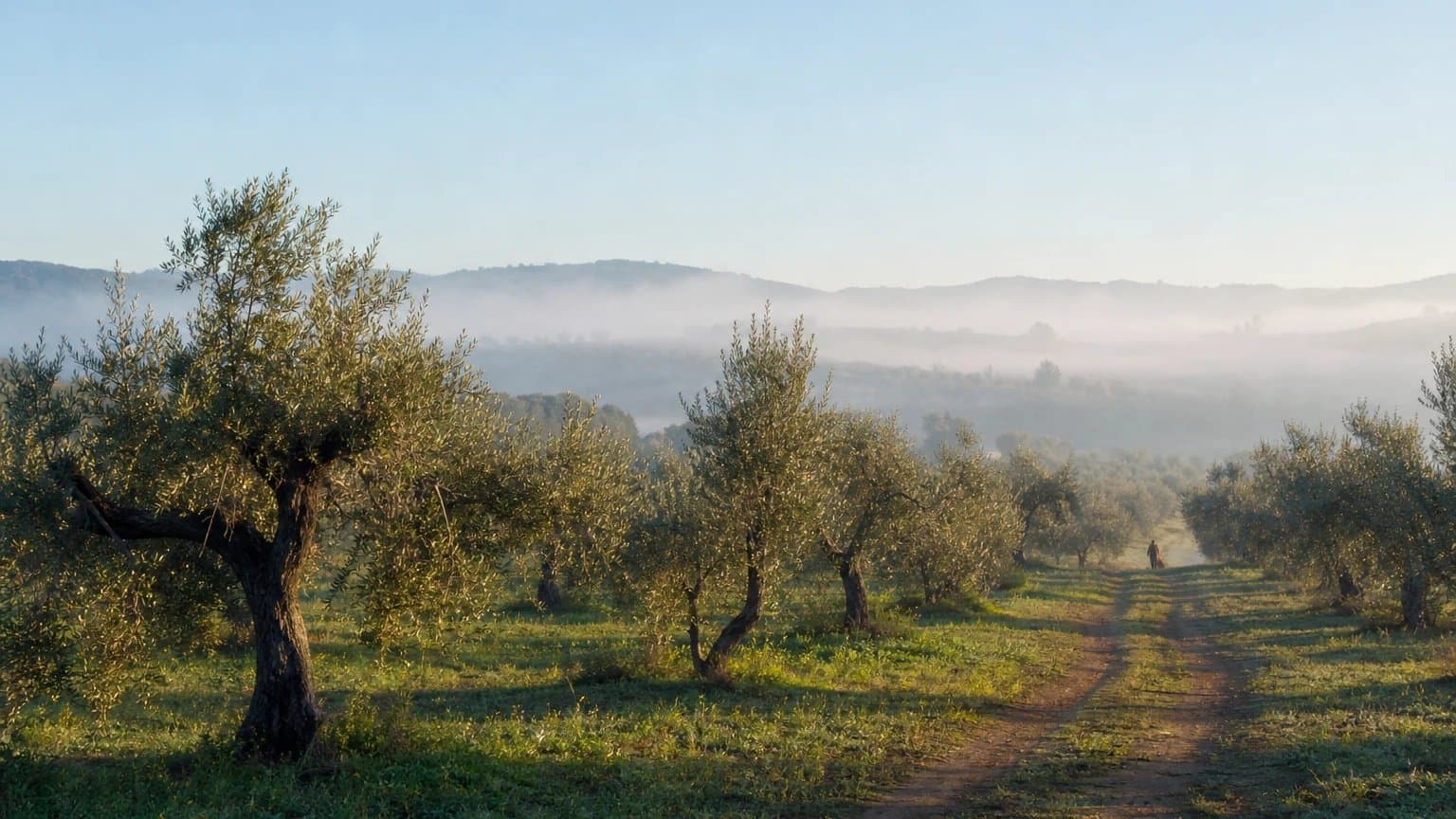 Morning mist over an olive grove, with a path leading towards the hills