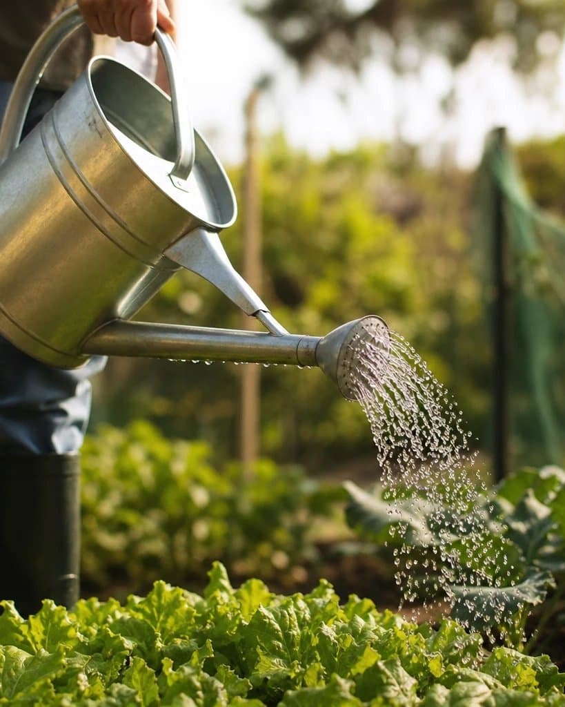 Watering young vegetables in a garden bed with a metal watering can